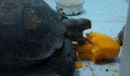 喂乌龟吃瓜,乌龟的瓜果盛宴