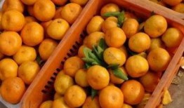 梦到自己吃蜜瓜,揭秘梦到吃蜜瓜的深层寓意