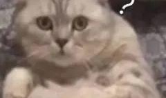 吃瓜万籽麟,揭秘娱乐圈的“瓜王”传奇