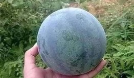 吃籽瓜种植,丰收秘诀与栽培技巧解析