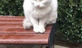 吃瓜少女和猫,一场趣味横生的日常奇遇