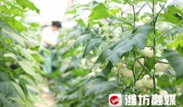 在紫藤树上吃瓜,瓜果飘香中的夏日风情