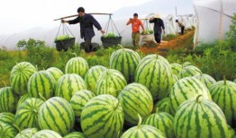 吃瓜日常,揭秘娱乐圈幕后故事