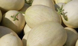 吃白兰瓜亲子英语,与孩子一起探索白兰瓜的乐趣