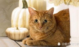 兰瓜猫可以吃吗,宠物猫能否享用美味兰瓜？