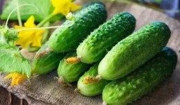 春吃芽夏吃瓜图解,四季饮食养生之道