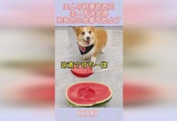 吃瓜狗和主人,一段温馨的宠物情缘