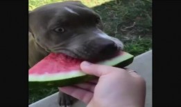 狗吃瓜搞笑视频大全,萌态百出笑翻天！