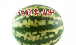 带你们吃高端瓜,带您领略高端瓜果的极致美味