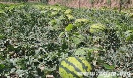 梦到去瓜园吃瓜