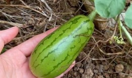 瓜哪里那么容易吃,揭秘“瓜哪里那么容易吃”的哲理