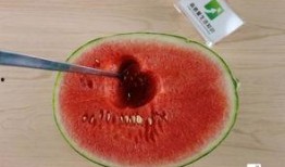 教科书吃瓜,揭秘日常生活中的趣味与哲理