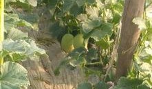 朝阳观众吃瓜,观众吃瓜盛宴背后的故事