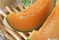 玲珑瓜哈密瓜怎么吃,玲珑瓜与哈密瓜的多样食法探索