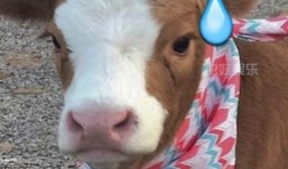 抖音大型吃瓜,揭秘热门事件背后的真相