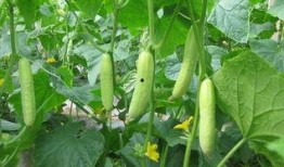 梦到下地摘瓜吃瓜什么意思,下地摘瓜吃瓜的寓意与启示