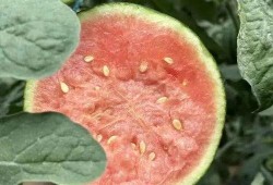 龙纹瓜一藤一瓜怎么吃,龙纹瓜一藤一瓜的独特食法揭秘