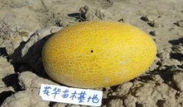 冬天伽师瓜怎么吃,暖冬美味新体验