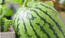 吃瓜现象的心理,揭秘“吃瓜群众”背后的心理奥秘