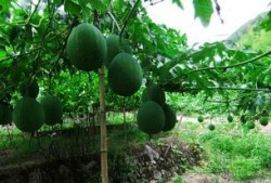 吃籽瓜种植,丰收秘诀与栽培技巧解析