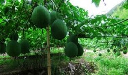 吃籽瓜种植,丰收秘诀与栽培技巧解析