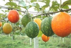 吊瓜授粉几天可以吃,只需等待数日即可品尝美味佳肴