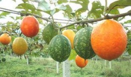 吊瓜授粉几天可以吃,只需等待数日即可品尝美味佳肴