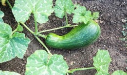 鹅可以吃瓠瓜吗