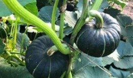 小耳朵默默吃瓜