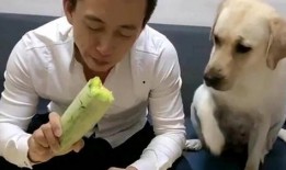 河南吃瓜女子狗,一场意外的网络狂欢