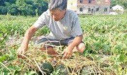 农村吃瓜老人,农村吃瓜老人的悠闲时光