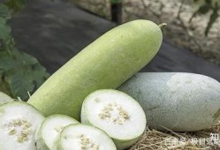 吃瓜菜是什么,网络流行语的趣味解读