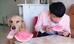 吃瓜狗和主人,一段温馨的宠物情缘