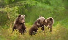 吃瓜小熊茅酒,探寻传统酿造工艺与现代口味的完美融合