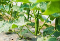 春吃芽夏吃瓜,春芽夏瓜，顺应时节养生之道