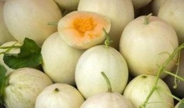 吃白兰瓜亲子英语,与孩子一起探索白兰瓜的乐趣