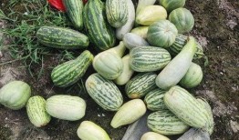 什么瓜可以送人吃,传递健康美味祝福