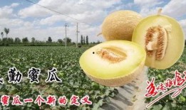 吃蜜瓜舌头破了,甜蜜与疼痛的交织之旅