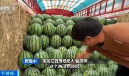 鲁甸吃瓜,一场别开生面的夏日盛宴