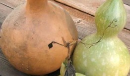 葫芦瓜吃的好苦,葫芦瓜苦涩滋味背后的养生奥秘