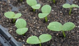 发芽的瓜可以吃吗,能否安全食用揭秘