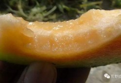 冬天伽师瓜怎么吃,暖冬美味新体验