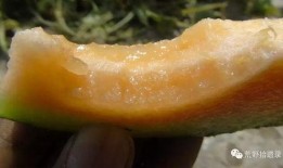 冬天伽师瓜怎么吃,暖冬美味新体验