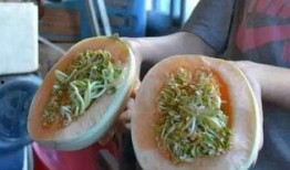 发芽的瓜可以吃吗,能否安全食用揭秘