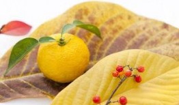 吃瓜柚子君,网络红人的崛起与影响力