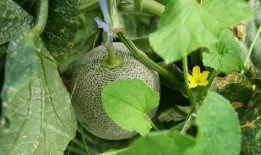 什么瓜可以送人吃,传递健康美味祝福