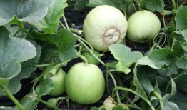 佛山瓜可以吃吗,揭秘其可食用之谜