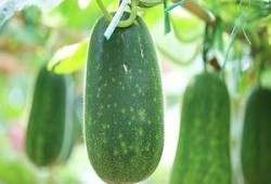 吃瓜不能,吃瓜群众的狂欢与反思