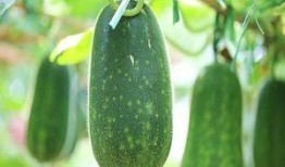 吃瓜不能,吃瓜群众的狂欢与反思