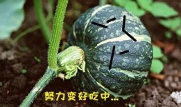 吃瓜可以吃胖吗,吃瓜也能增肥？揭秘吃瓜与体重的关系